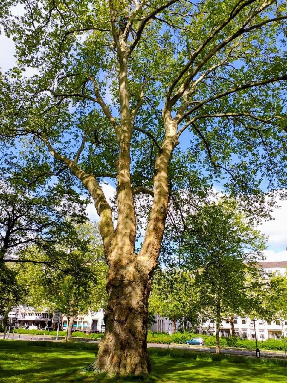 Grote plataan met meerstammige kroon in een stadspark, met klimtouw in de boom