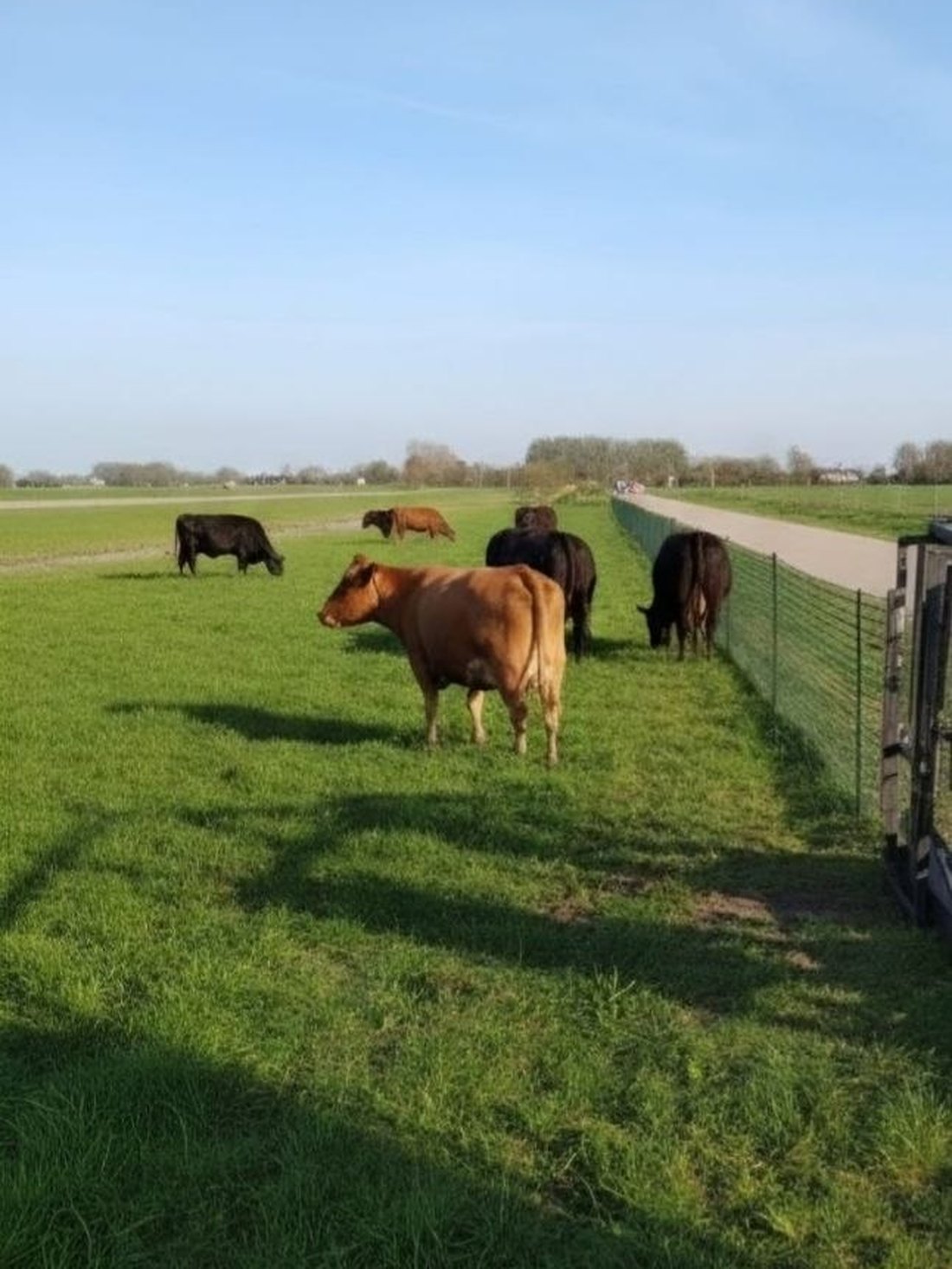 Runderen in de wei achter een verplaatsbaar raster, met de machine rechts langs de rand